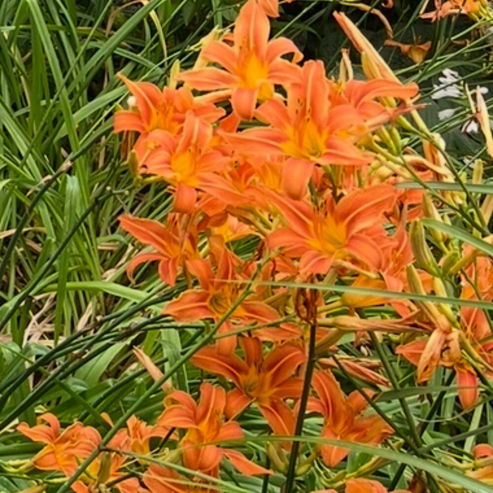 Orange Daylily Tubers Tons of Them